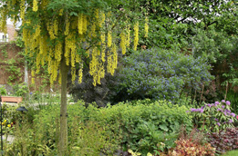 Late May in the garden